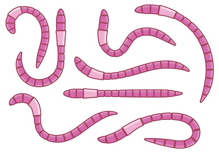 Pink Earthworm Vectors Pink Earthworm Vectors