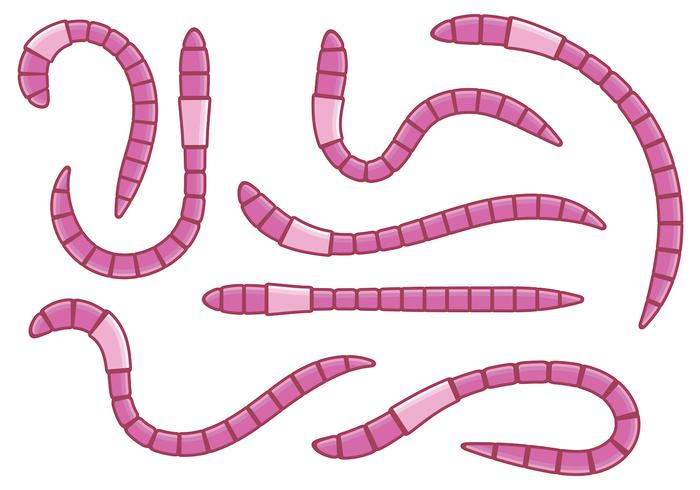 Vectores rosados ​​de la lombriz