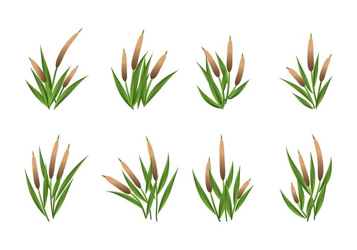 clipart cattails - photo #18