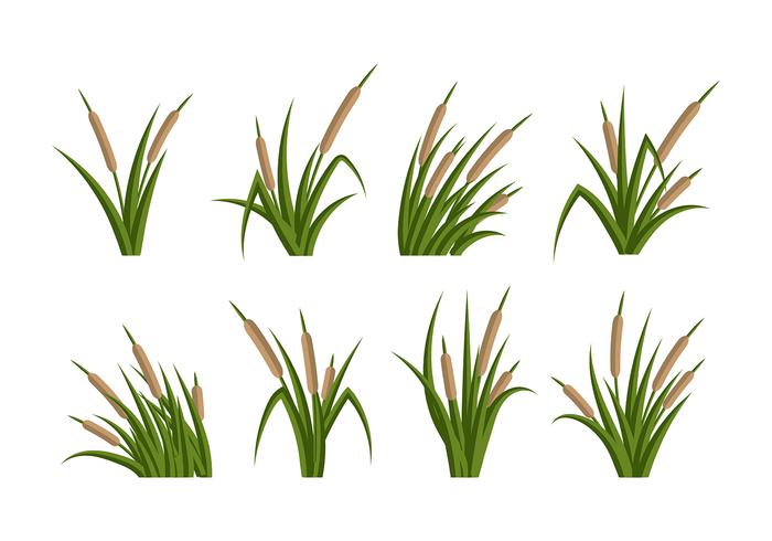 Cattails Vector Flat