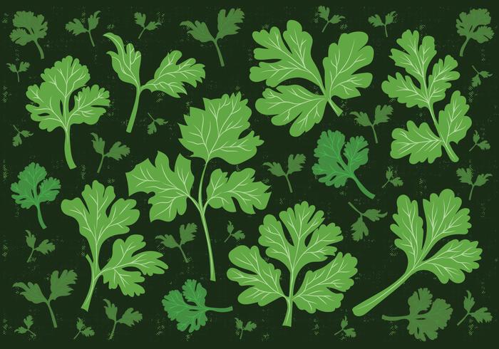 Cilantro Leaf Vector Background Cilantro Leaf Vector Background