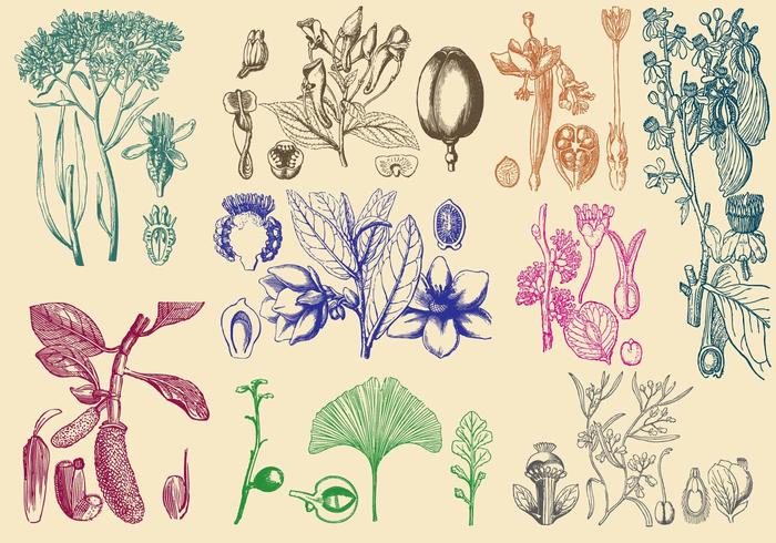 Old Style Plants vector