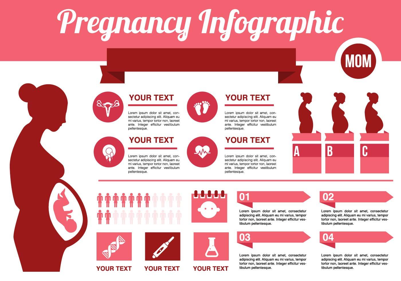 Libre Embarazo Infográfico Vector Descargue Gráficos y Vectores Gratis