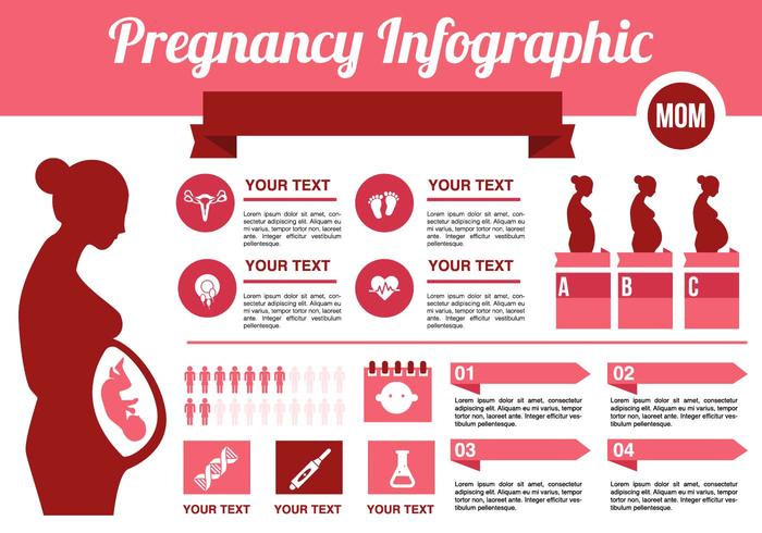Free Pregnancy Infographic Vector