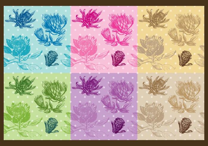 Protea Patterns vector