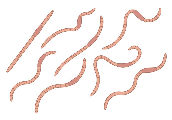 Earthworm Vector Set