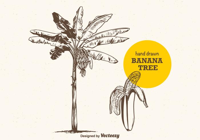 Free Vector Hand Drawn Banana Tree