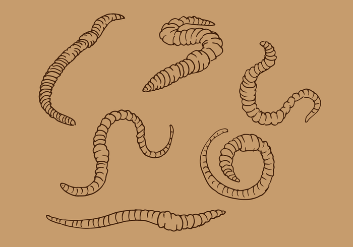 Earthworm Outline Vector