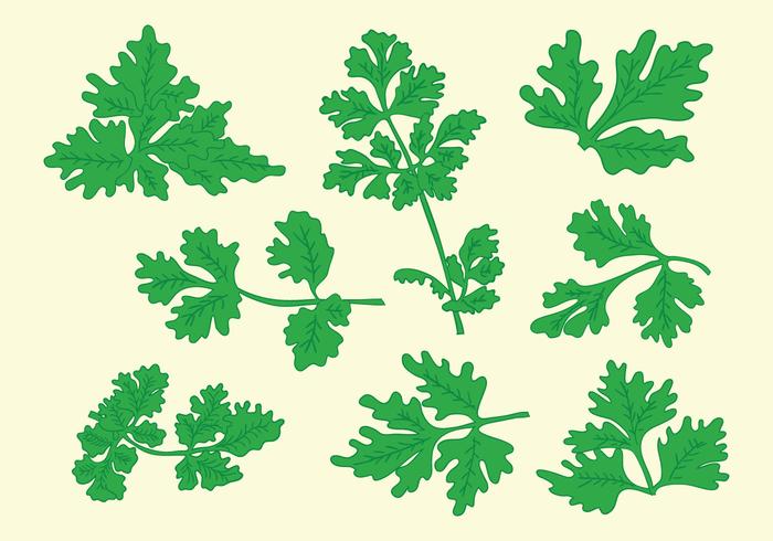 Free Cilantro Vector Free Cilantro Vector