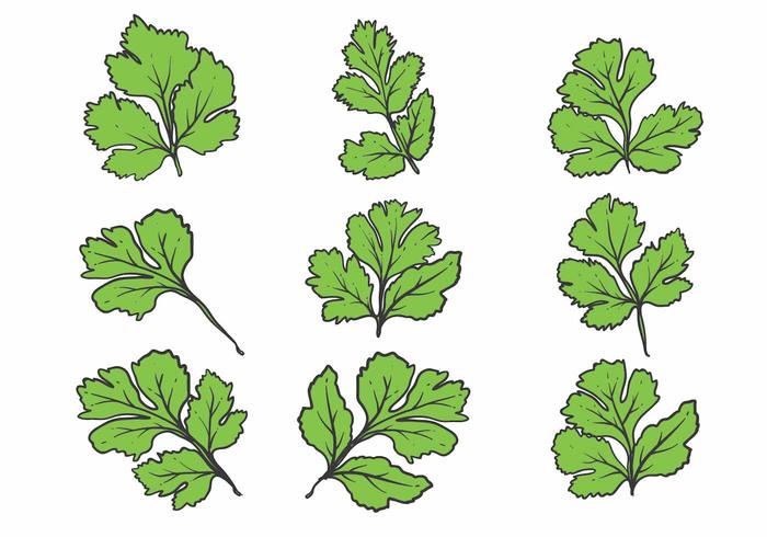 Hand Drawn Cilantro Icon Set vector