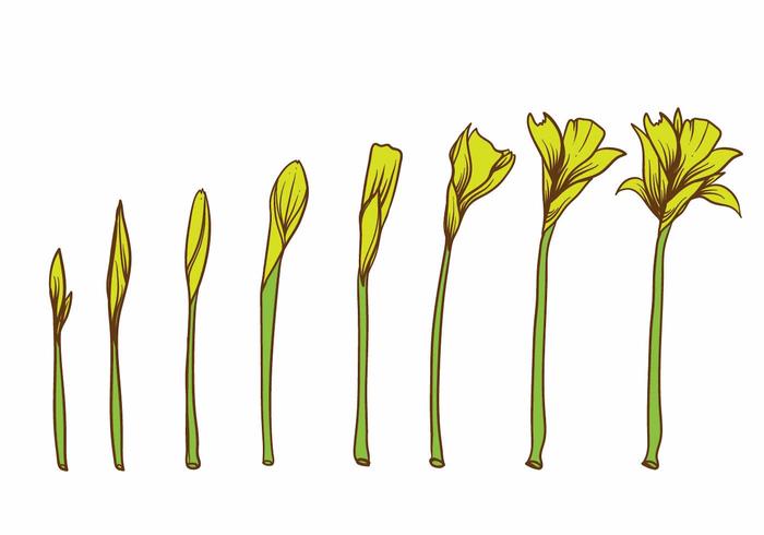 Yellow Flower Grow Up Plant Set Yellow Flower Grow Up Plant Set