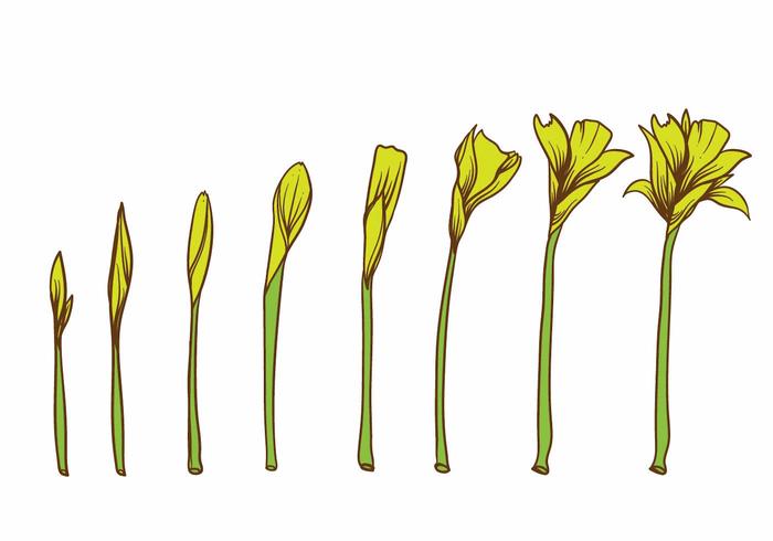 Yellow Flower Grow Up Plant Set vector