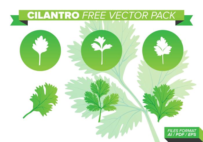 Cilantro Free Vector Pack Cilantro Free Vector Pack