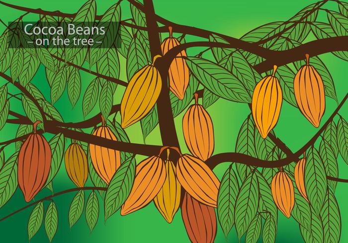Cocoa Beans on the Tree Vector