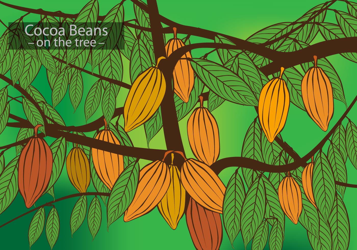 Cocoa Beans on the Tree Vector Download Free Vector Art