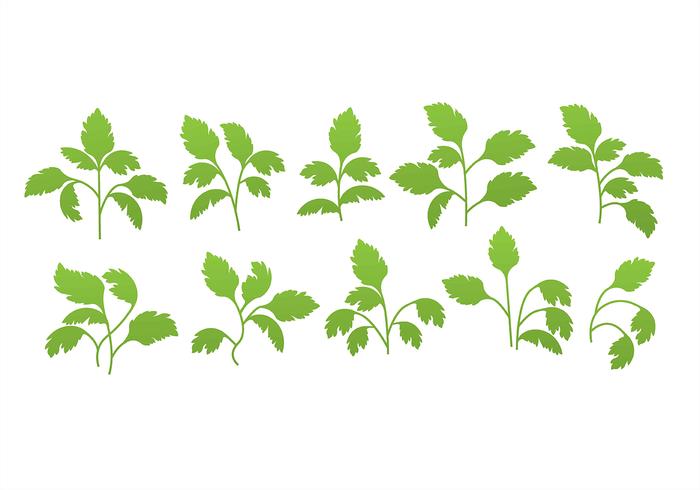 Iconos de Cilantro vector