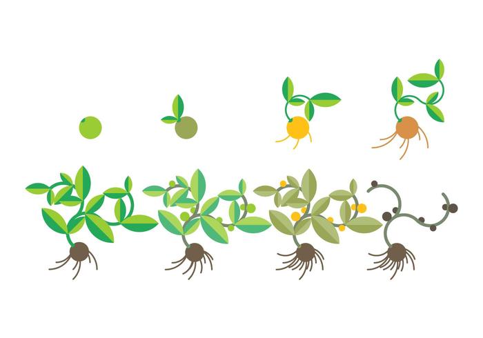 Free Grow Up Vector