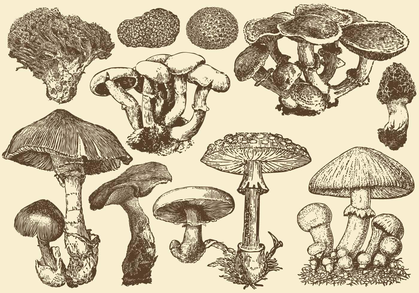 Wild Mushrooms.