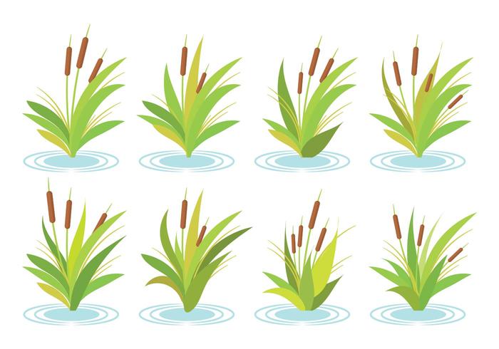 Vector Libre Cattails