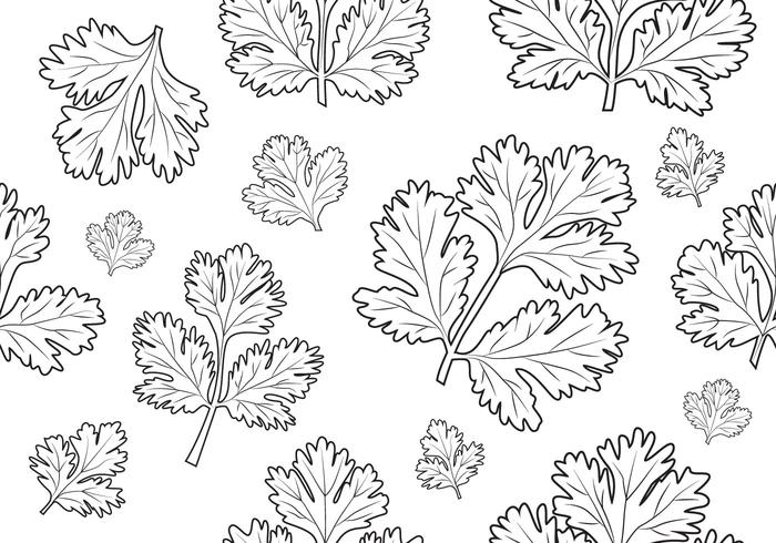 Cilantro - Seamless Pattern vector