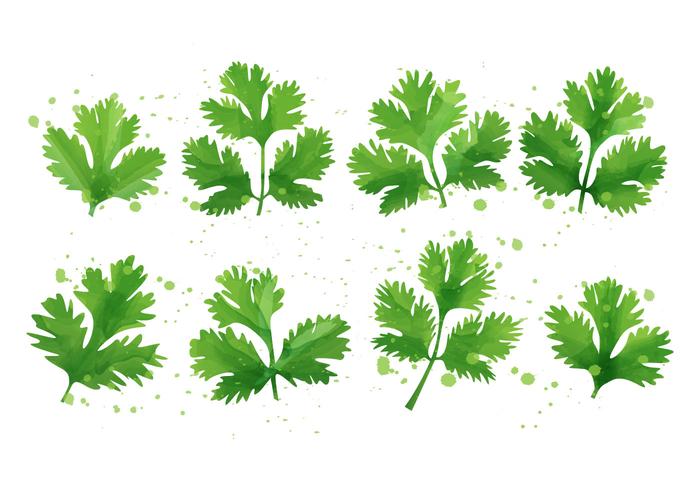 Cilantro - hoja de menta vector