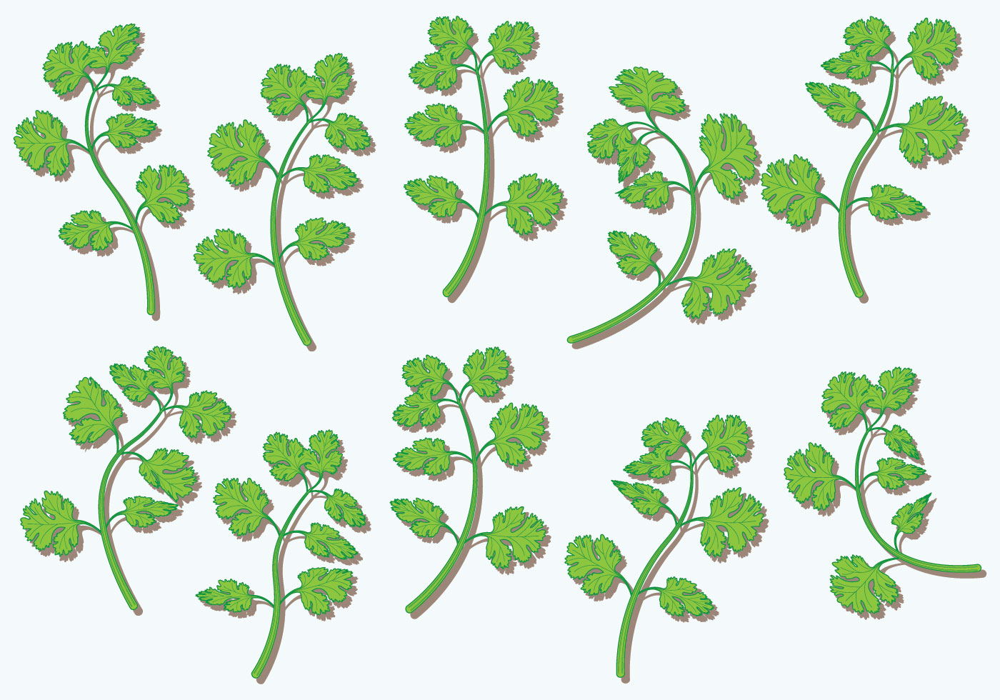 Cilantro Vector Herbs Download Free Vector Art, Stock Graphics & Images