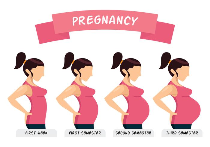 Pregnancy Illustration vector