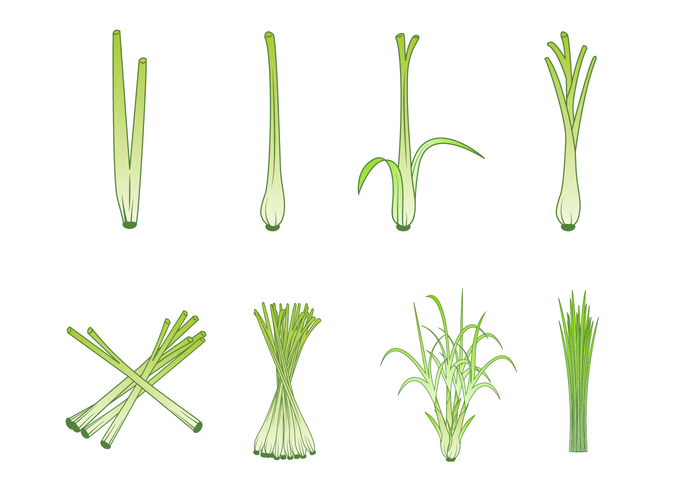 Free lemongrass Vector