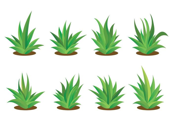 Free Maguey Vector Set