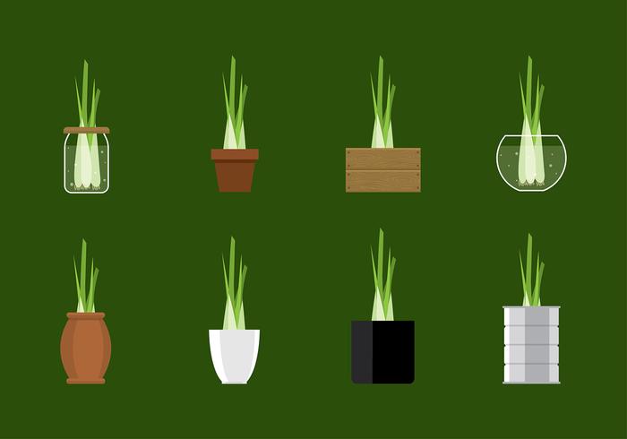 Lemongrass Plant Vector Lemongrass Plant Vector