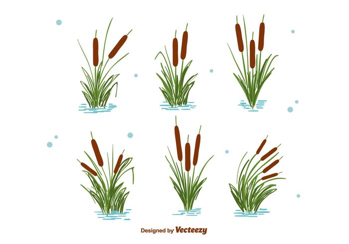 Conjunto de cattails vector