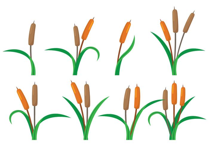 Cattails Vector