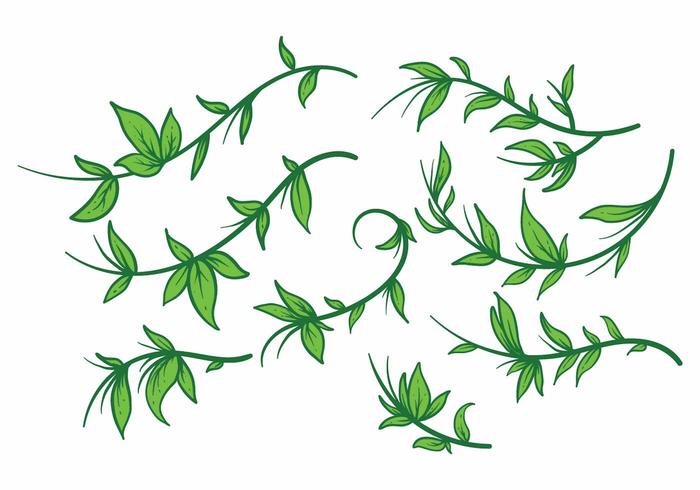Free Liana Plant Vector set Free Liana Plant Vector set