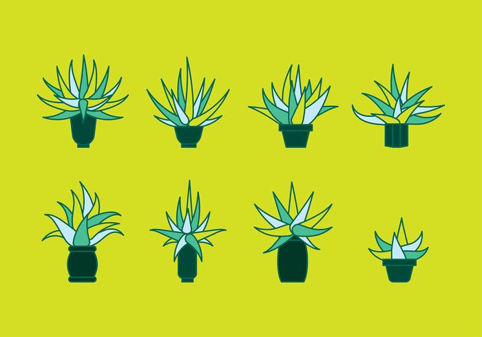 Maguey Flat Vector Maguey Flat Vector