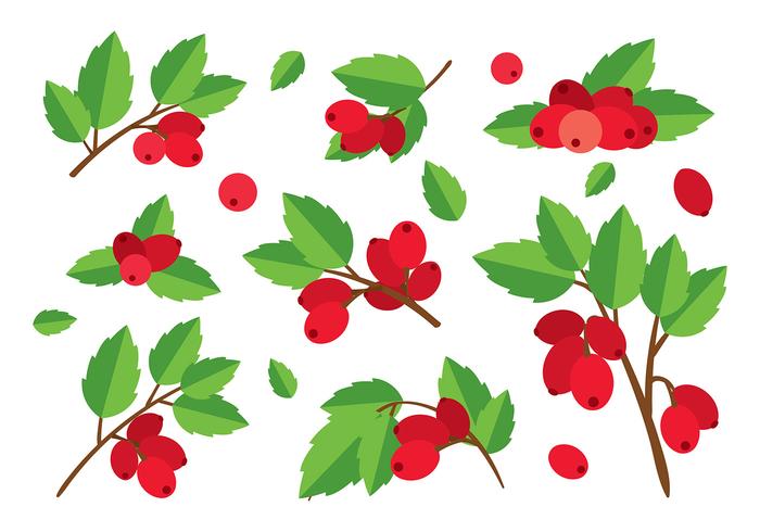 Rosehip Flat Vector