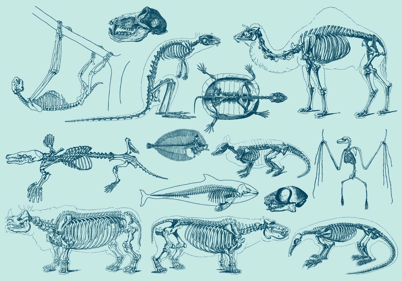 Animal Skeleton Vector Art, Icons, and Graphics for Free Download