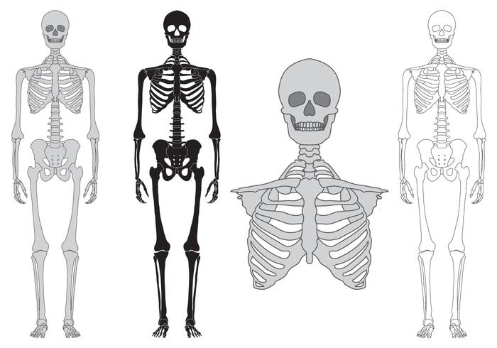 Skeleton and bones vector set