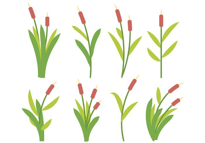 Free Cattails Icon Vector