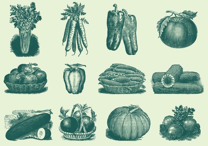 Vegetales de la vendimia vector