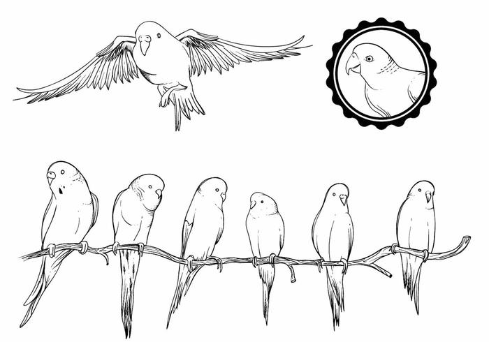 Budgie Set vector