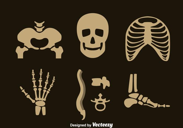 Human Skeleton Vector Set