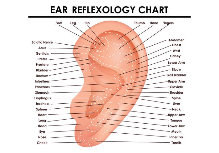 Carta de reflexología del oído vector