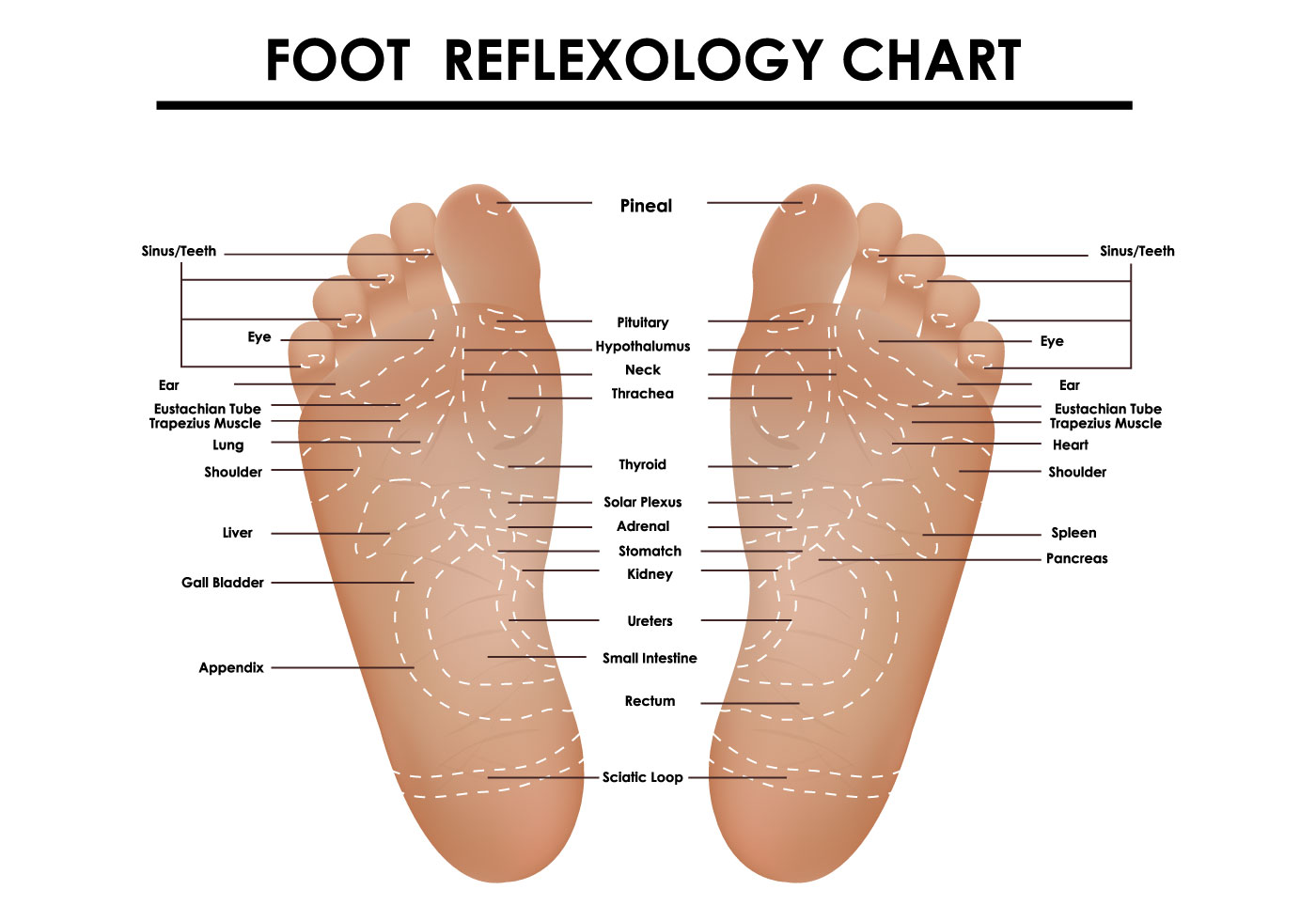 Фут карта. Foot Reflexology Chart. Рефлексология. Рефлекторная карта стопы. Понятие рефлексологии.