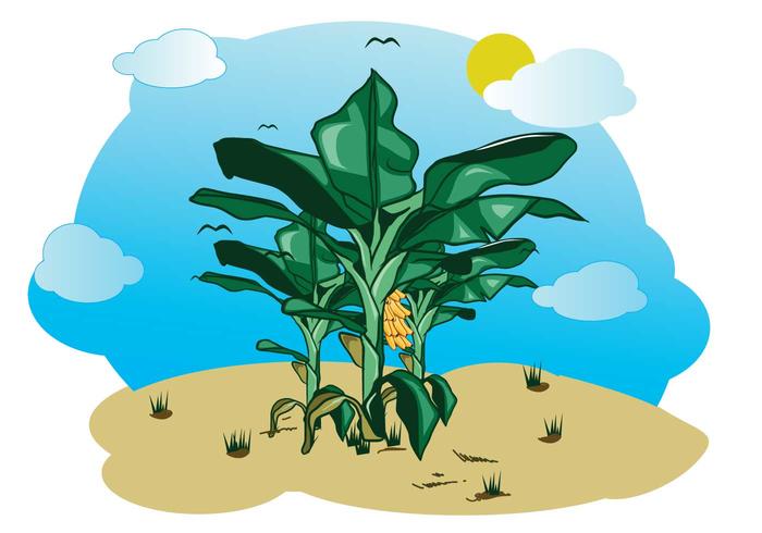 Free Banana Tree Illustration vector