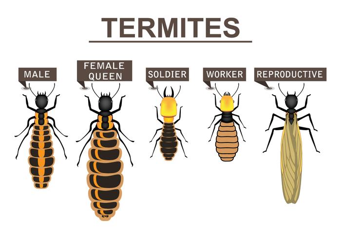 Termites cartoon illustration vector