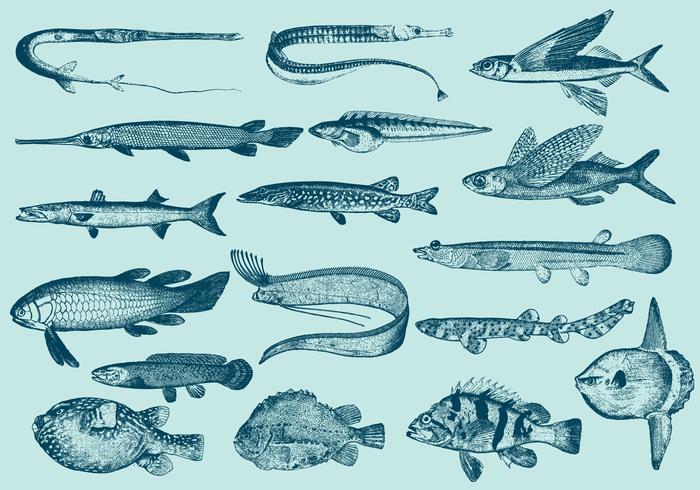 Pescados extraños de la vendimia vector