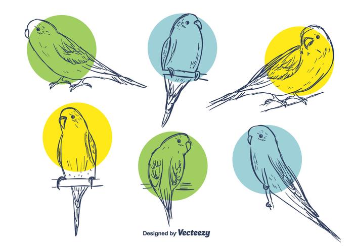 Budgie Vector Set