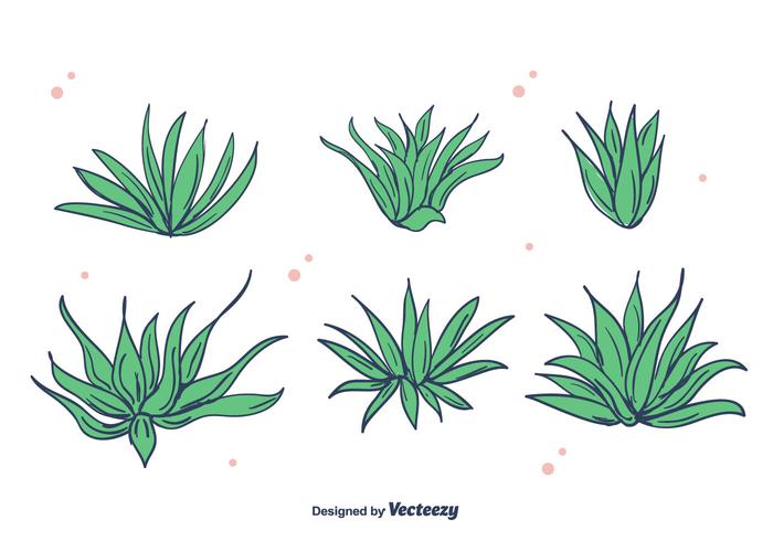 Maguey Vector