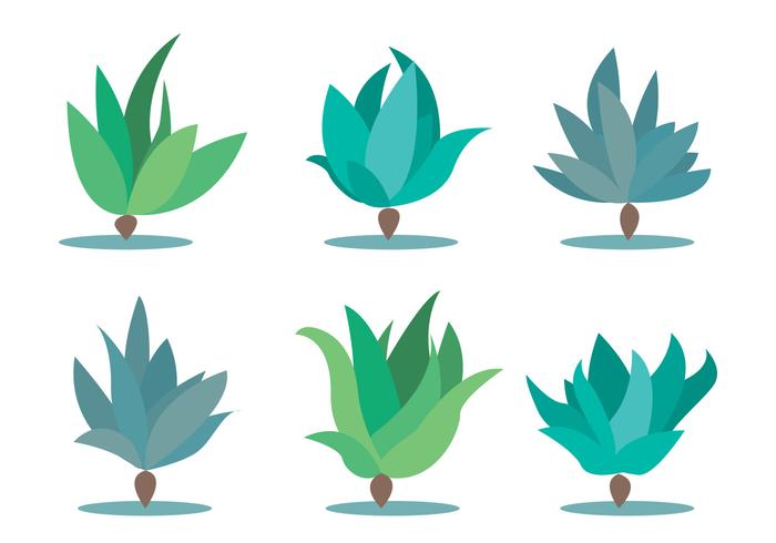 Maguey Vector Set