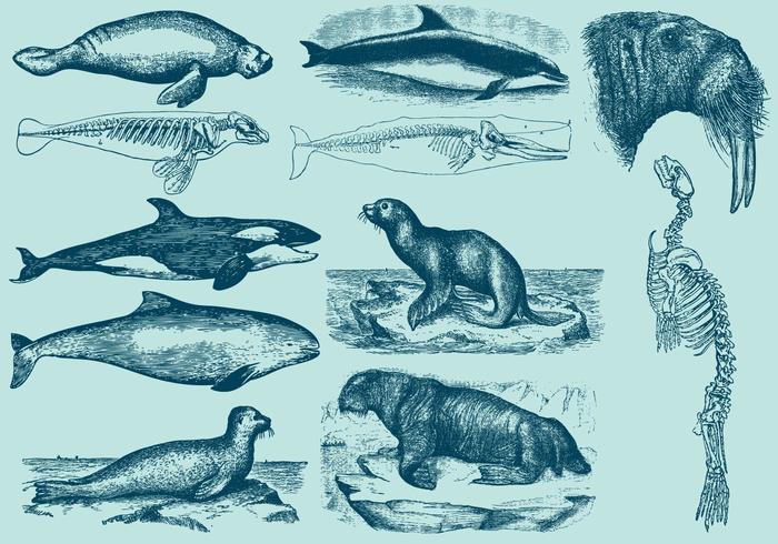 Aquatic Mammals vector